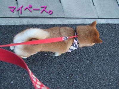 呼んでも聞きゃあしない。