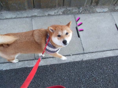 オマエはバカか。