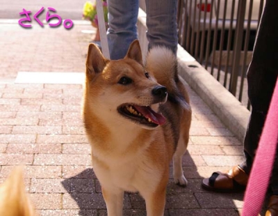 さくらちゃん。