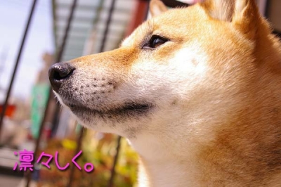 さくらちゃんアップ。