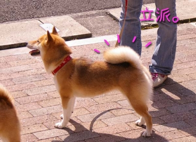 立派な尻尾。