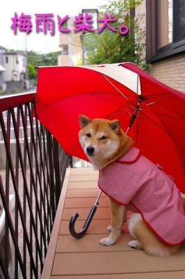 梅雨と柴犬。