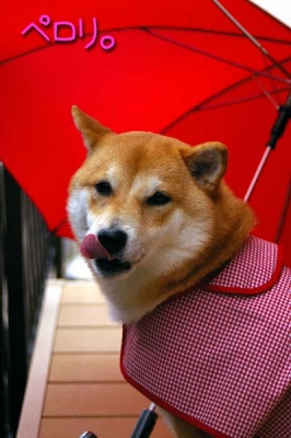 オヤツ目当て。