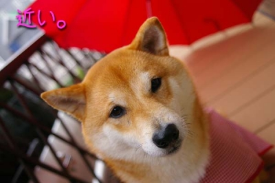 だから寄る。