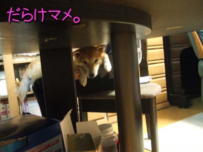 テーブルの下から。