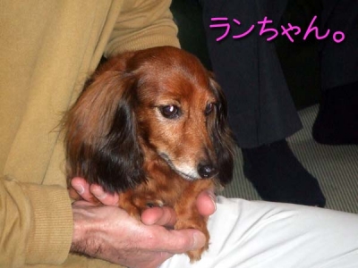 ランちゃんです。
