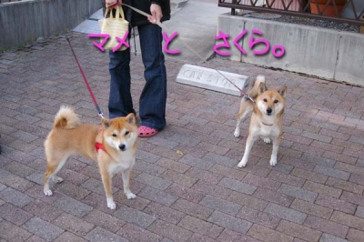 さくらちゃんと。
