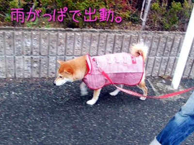 マメ隊長。
