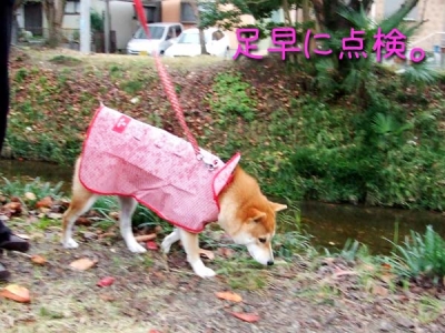 雨は苦手。