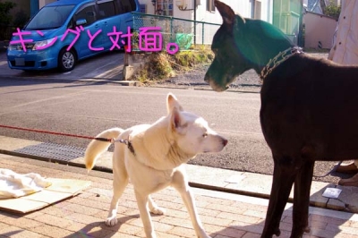 キングの表敬訪問。