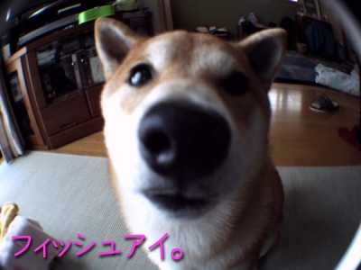 鼻デカマメ。