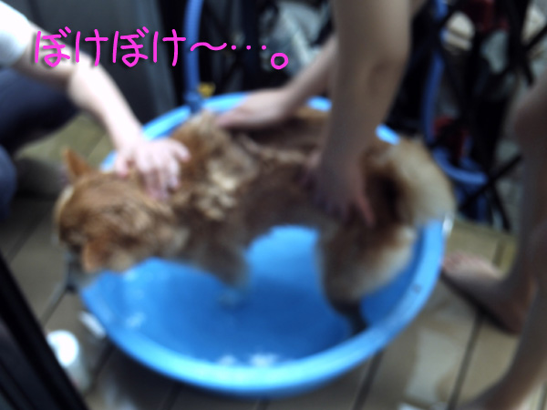 ピンボケです。