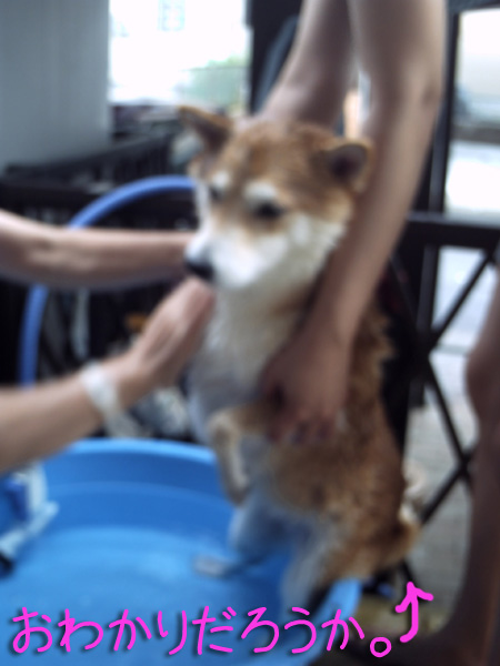 まだピンボケです。