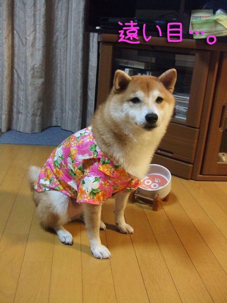 ¥¢¥í¥Ï¡Á¡£