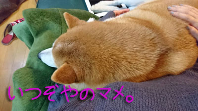 いつぞやのマメ。