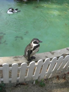 ペンギンさんです