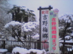 雪の梅祭り