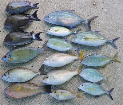 最近は大きなタマンやガーラ類 ブダイにジューマー 魚種豊富 沖縄本部釣りイカダ 釣果 日記