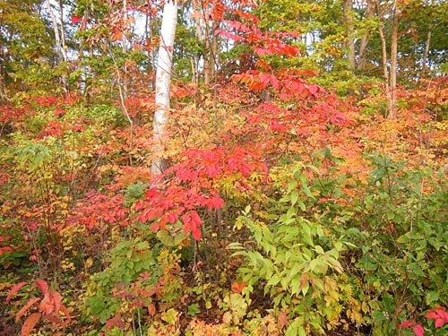 2013-11-2.jpg