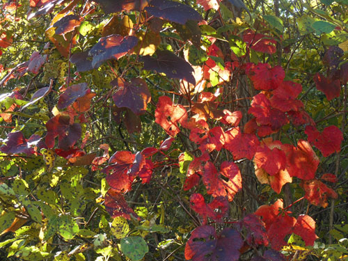 2014-10-25.jpg