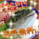 壱岐産天然寒ブリ送料無料