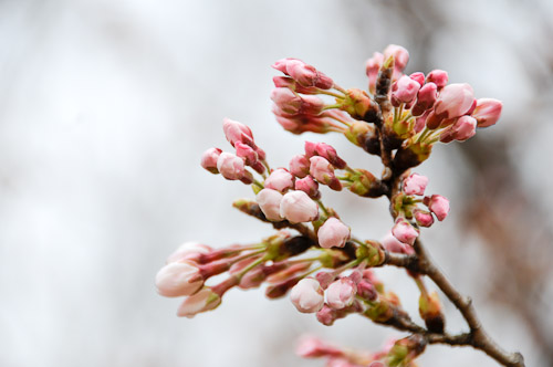 桜