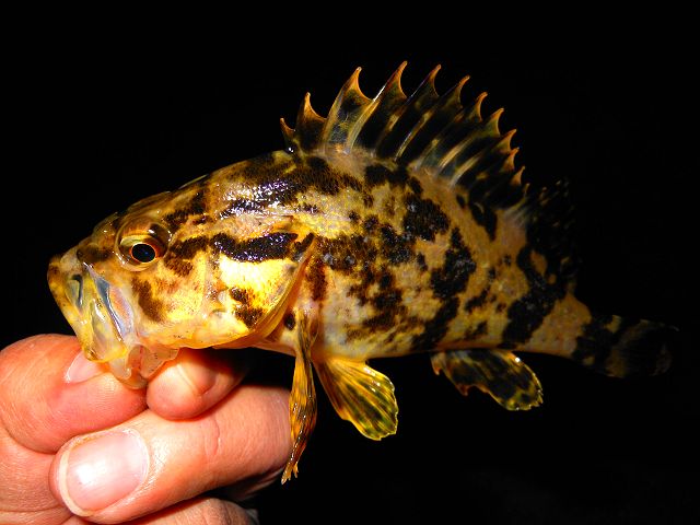 DSCN0218_640.jpg