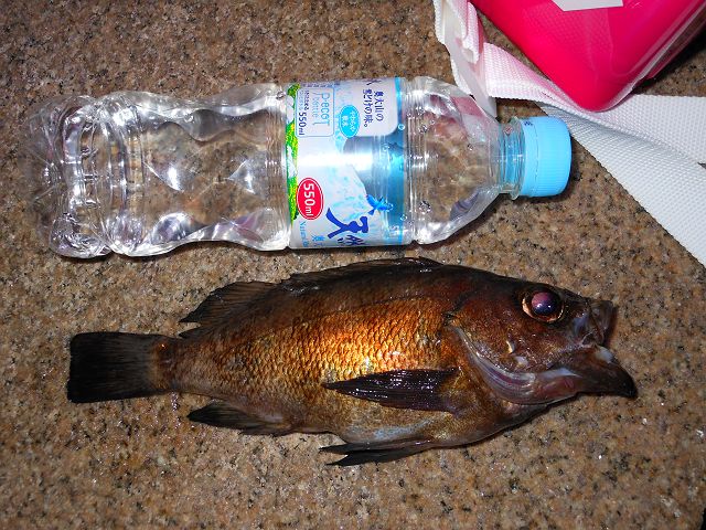 DSCN0216_640.jpg