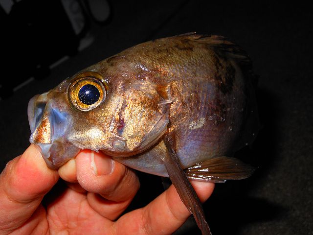 DSCN0217_640.jpg