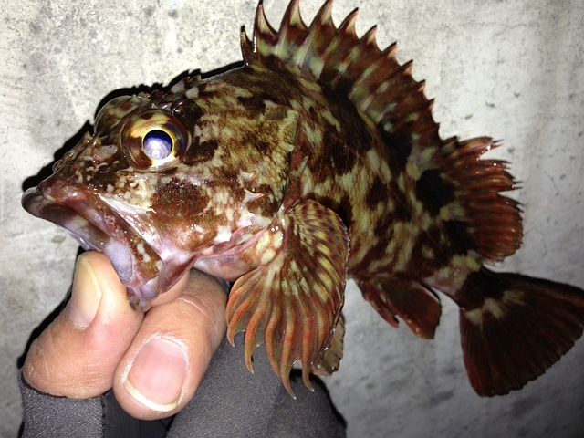 image39_640.jpg