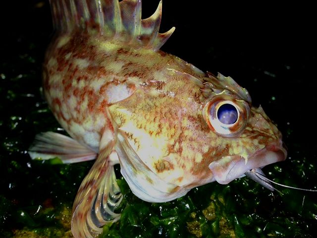 image45_640.jpg