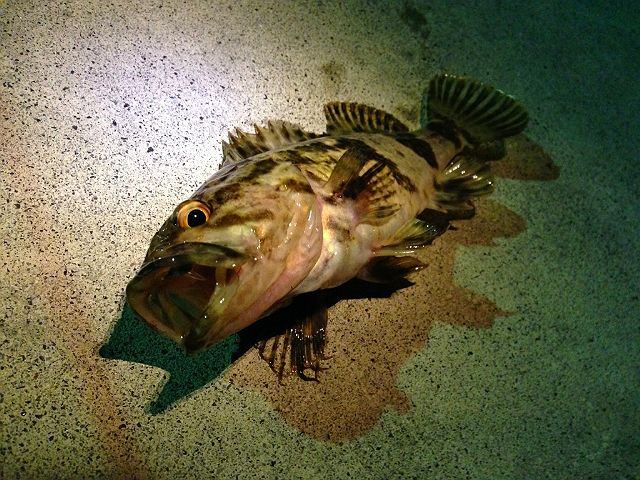 IMG_4077_640.jpg