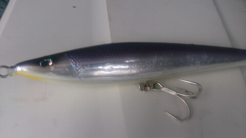 遠州灘キハダマグロはモンスター級でお祭りです