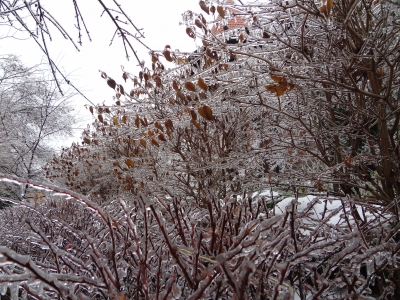 ice weather