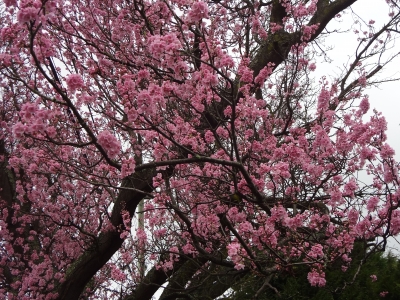 Plum