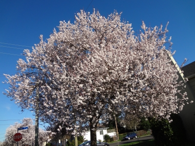 Ume St.