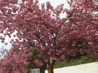sakura