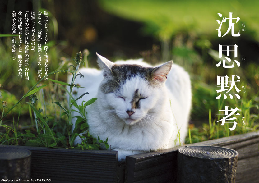 猫で学ぶ名言 格言 四字熟語 Wayside Cats