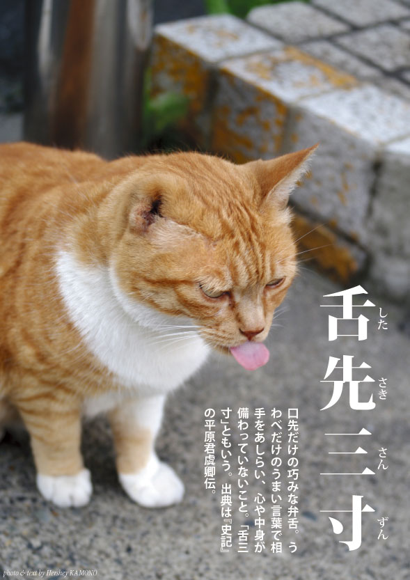 猫で学ぶ名言 格言 四字熟語 Wayside Cats