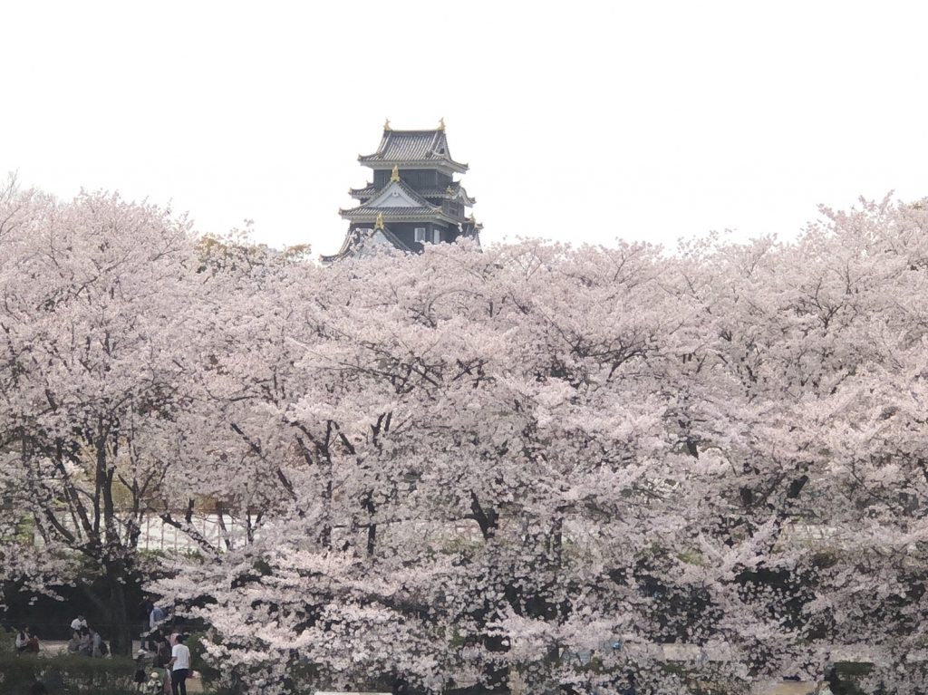 桜