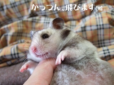 飛ばないねづみ。