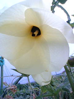 「花おくら」の花