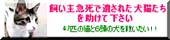 bot_elirin_chu