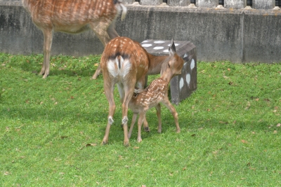 奈良公園で小鹿の出産ラッシュ！ | JCP奈良：ニュース