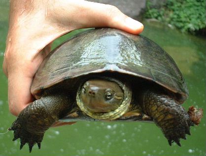 池にすむクサガメ発見 その５ Kusagame Jugem
