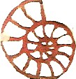 判子のような小さなアンモナイトの模様