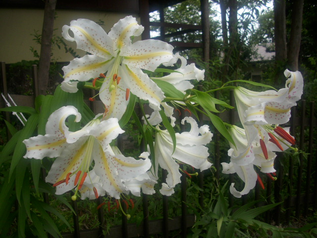 山百合