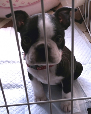 puppie