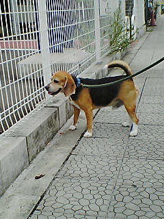 koucyan