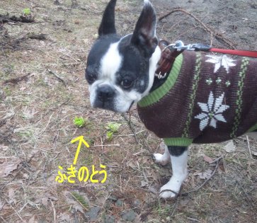 fukinotou